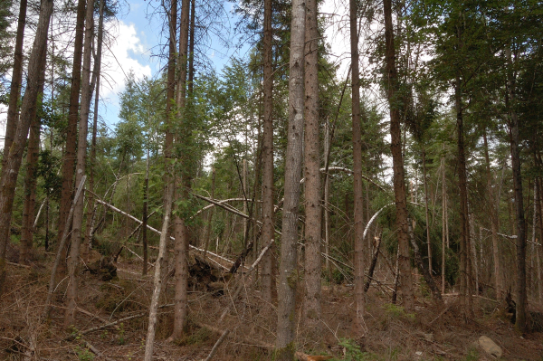 Bayerischer Wald am Rachel Juli 2019